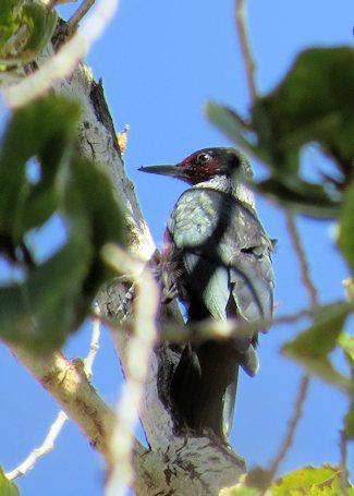 Lewis's Woodpecker