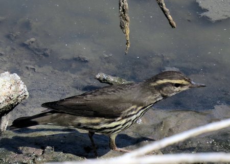 Northern Waterthrush