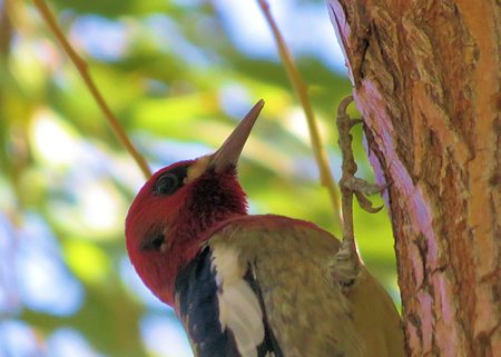 Red-breasted Sapsucker