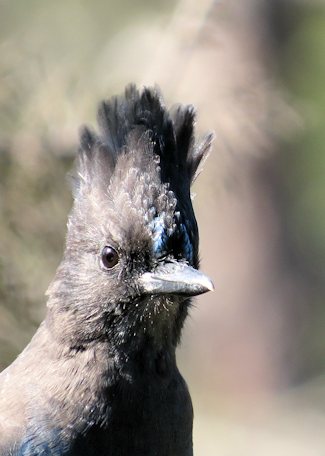 Steller's Jay