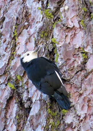 White-headed Woodpecker