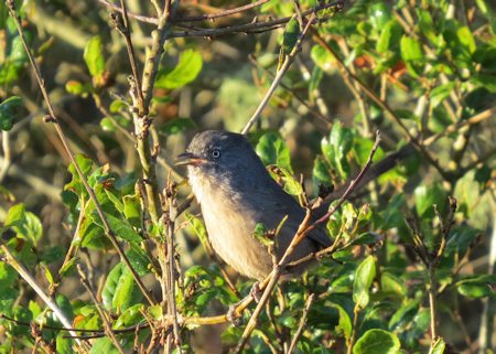 Wrentit