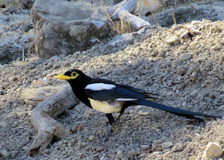 Yellow-billed Magpie