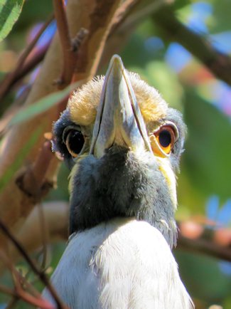 Yellow-crowned Night Heron