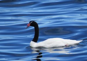 Black-necked Swan