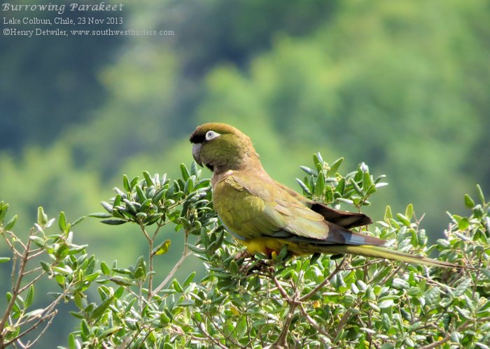 burrowing parrot