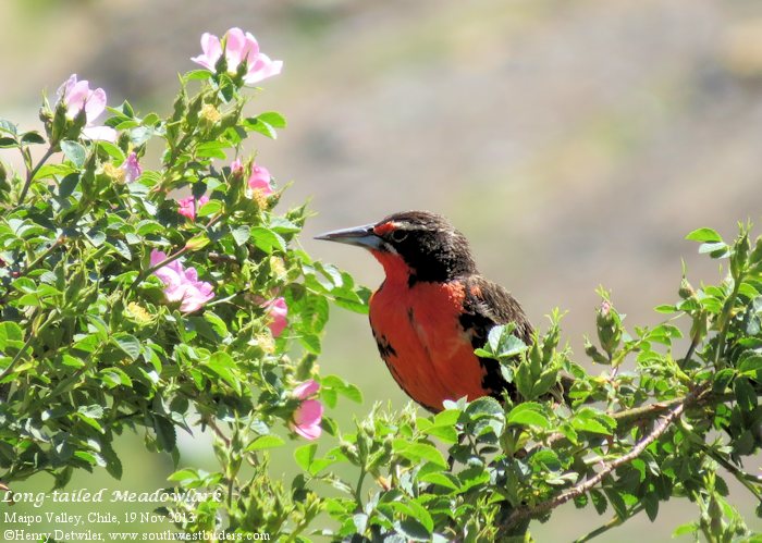 Long-tailed Meadowlark