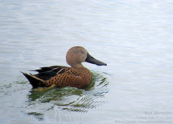 red shoveler