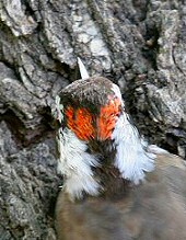 arizona woodpecker