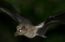 long-nosed bats