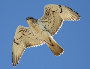 Ferruginous Hawk