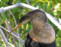 Anhinga
