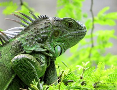 green iguana