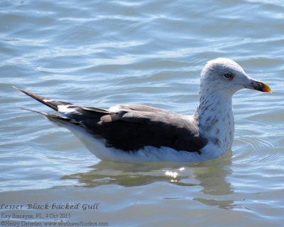 Lesser Black-backed Gull