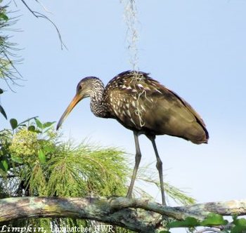 limpkin