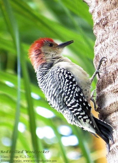 red-bellied woodpecker