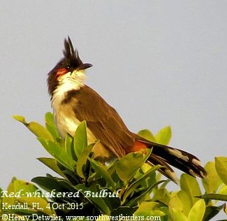 red-whiskered bulbul