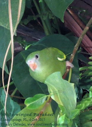 white-winged parakeet