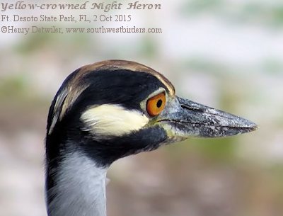 Yellow-crowned Night Heron