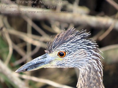 yellow-crowned night heron