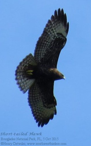 short-tailed hawk