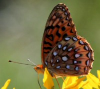 fritillary