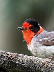 red-faced warbler
