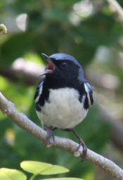 black-throated blue warbler