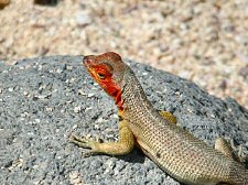 lava lizard