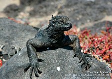 marine iguana