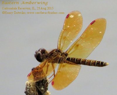 Eastern Amberwing