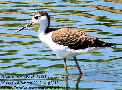 Black-necked Stilt