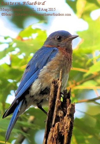 Eastern Bluebird