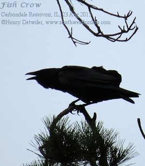 Fish Crow
