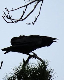 Fish Crow