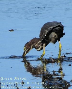 Green Heron