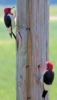 Red-headed Woodpecker