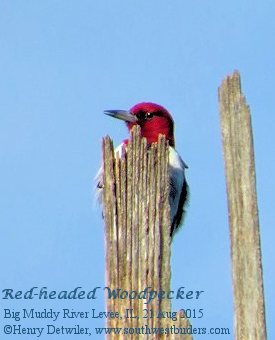 Red-headed Woodpecker