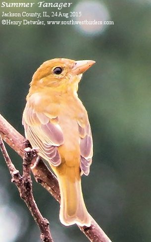 Summer Tanager