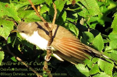 Yellow-billed Cuckoo