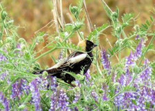 Bobolink