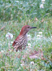 Brown Thrasher