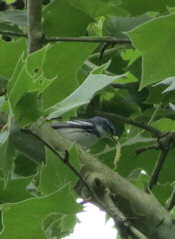 Cerulean Warbler