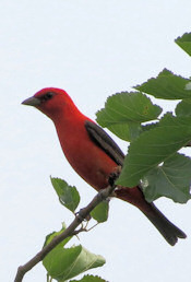 scarlet tanager