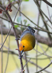 Prothonotary Warbler