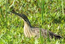 American Bittern