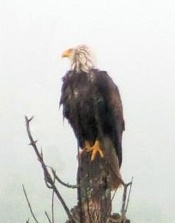 Bald Eagle
