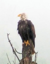 Bald Eagle