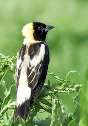 Bobolink