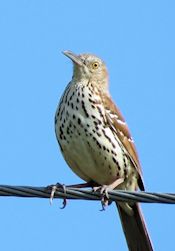 Brown Thrasher